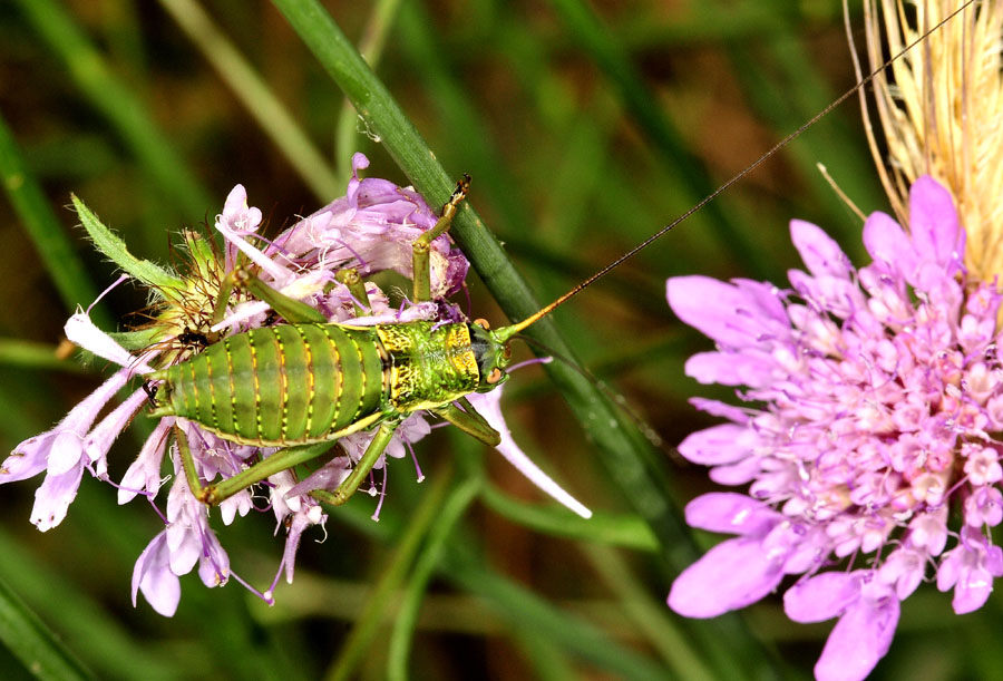 Uromenus (Bolivarus) elegans